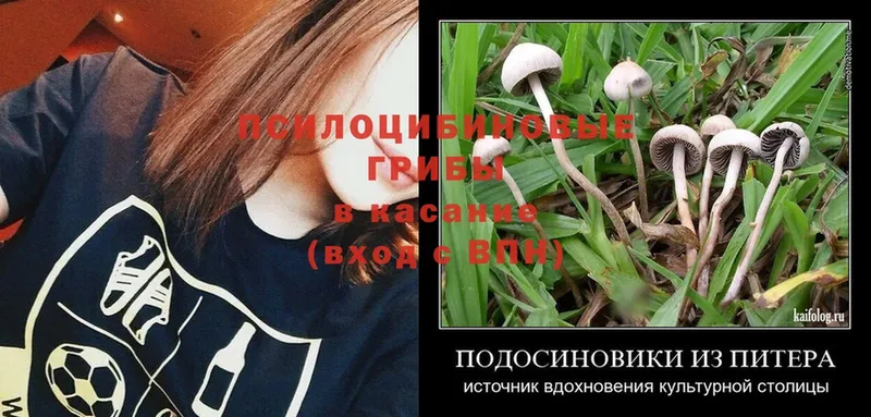 Галлюциногенные грибы Psilocybe  сайты даркнета наркотические препараты  Ковров 